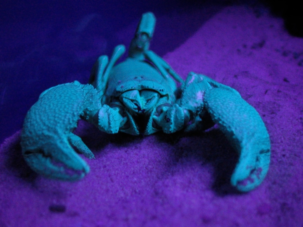 板足鲎蝎子祖先幸好灭绝2米多长的海蝎子到底是何方神圣