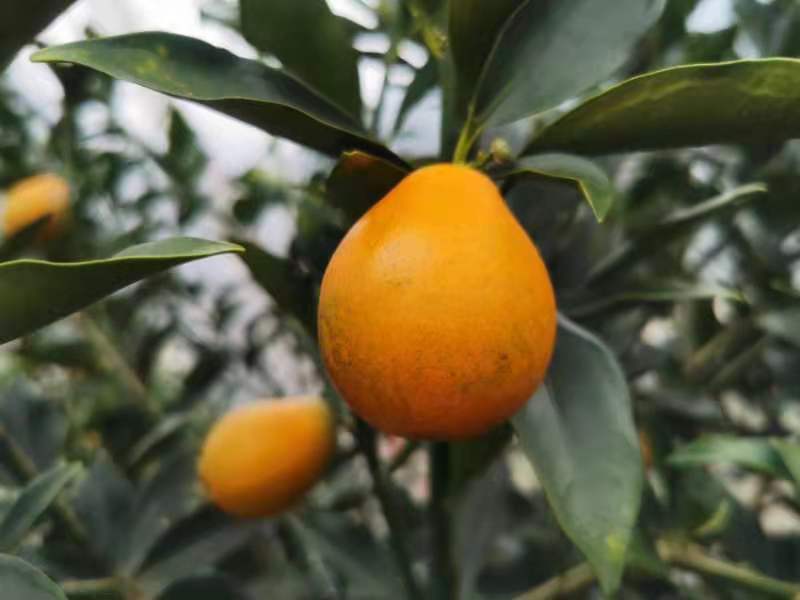 这次给大家说一下脆蜜金柑