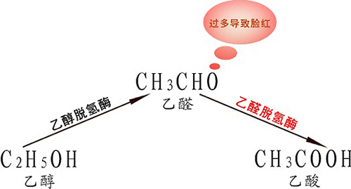 所以,这个时候乙醛通过乙醛脱氢酶转化成乙酸盐,经过进一步转化变成