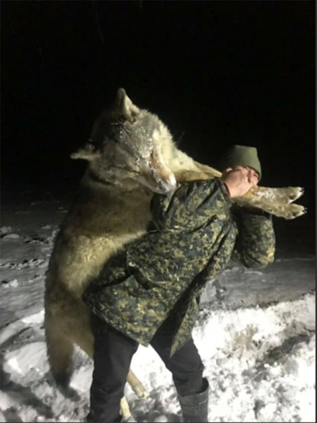 巨狼袭击俄罗斯村庄撕碎20余牛羊狗村民射杀它合影