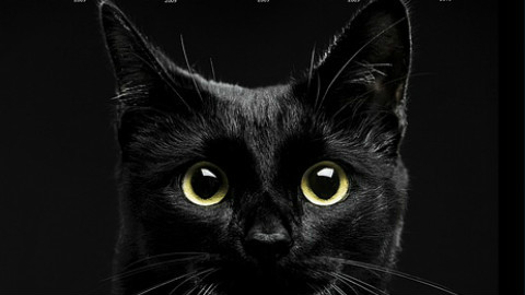可爱猫咪蓝光照片_皮皮网 可爱猫咪蓝光照片