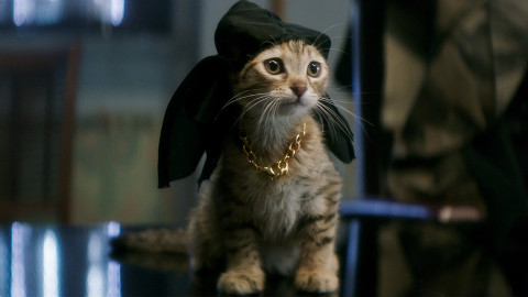 【TNABO】《基努猫》猫猫特别版预告 - AcFu