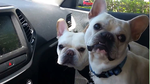 【可爱】法斗犬们一听到要去「狗狗公园」整个