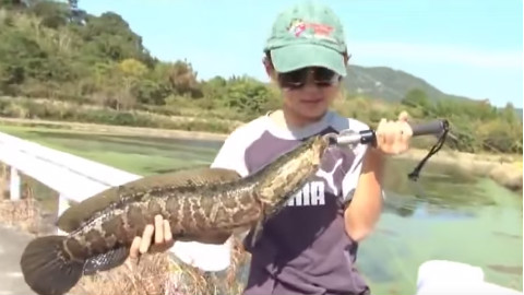 日本熊孩子路亚黑鱼 - AcFun弹幕视频网 - 认真