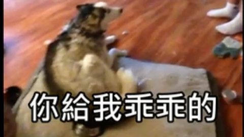 哈士奇偷吃东西还超会顶嘴,爸爸跟他吵到快要