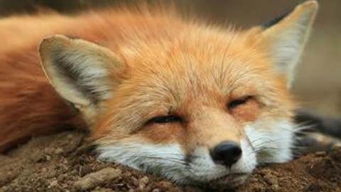 如果把狐狸当宠物养会怎样? - AcFun弹幕视频