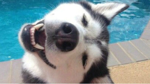 突然看到手机有哈士奇以前拍的视频=。= - AcFun弹幕视频网 - 认真你就输啦 (ω)ノ- ( ゜- ゜)つロ