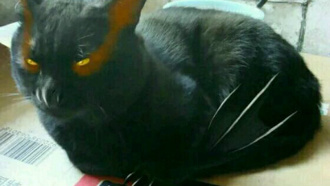 怪物猎人2G金狮子 - AcFun弹幕视频网 - 认真你就输啦 (ω)ノ- ( ゜- ゜)つロ