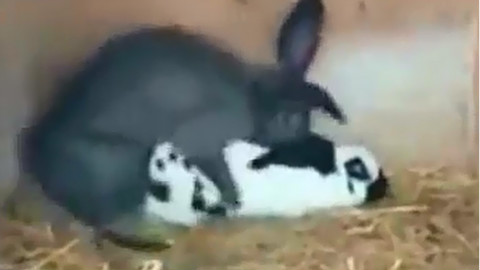 1.2.3.倒~兔子交配的悲剧 - AcFun弹幕视频网 -