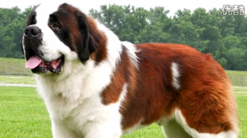 2016年世界十大最危险狗 - AcFun弹幕视频网 