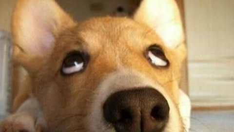 加班狗之歌《感觉身体被掏空》 - AcFun弹幕视