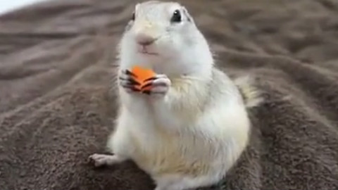 实拍小萌宠土拨鼠吃早餐,姿态销魂萌翻人 - Ac