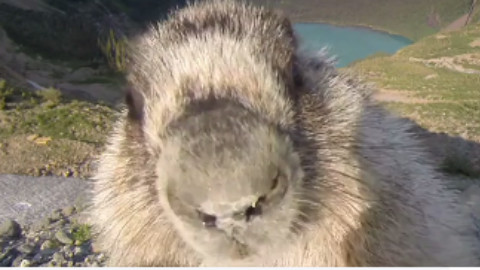 延时摄影遭土拨鼠舔镜头!哈哈哈哈 - AcFun弹幕