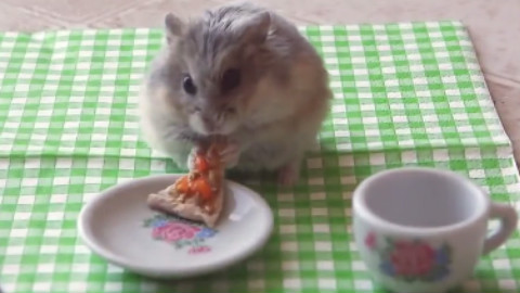 萌爆了!实拍可爱小仓鼠狂吃披萨卷饼!
