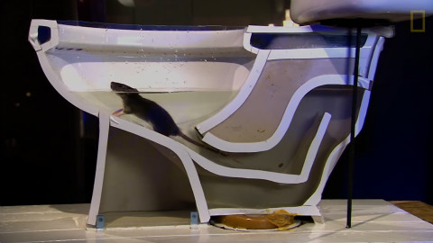 坐马桶时被老鼠拱了菊花,看歪果仁直播各种抓老鼠,看着好爽|biu~ - AcFun弹幕视频网 - 认真你就输啦 (ω)ノ- ( ゜- ゜)つロ