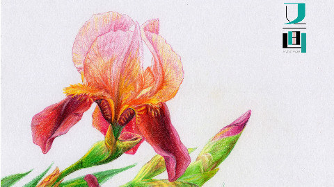 彩铅画教程 - AcFun弹幕视频网 - 认真你就输啦