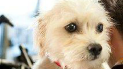 【喜剧短片】狗咬狗 Dog Eat Dog【2012】 - 