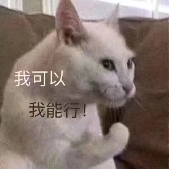 我能行加油猫表情包分享展示