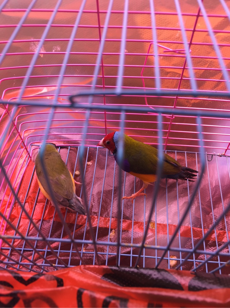 新养了一对七彩文鸟挺好看的