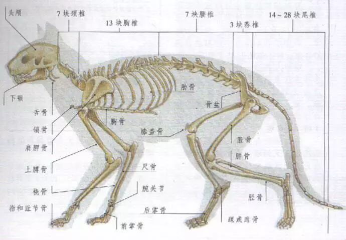 我们再看看这些猫片 猫成液体的原因 主要还是生理上任性 猫全身骨骼