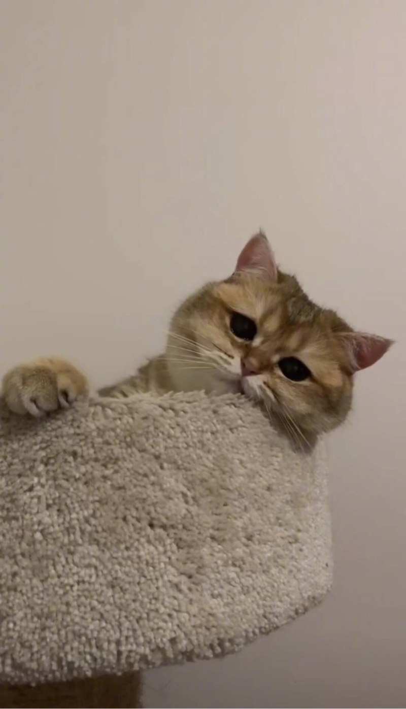 ȳ衿ɨػɨ,èȥ,.
