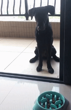 【今日萌图】这才是正宗的狗不理! - acfun弹幕视频网