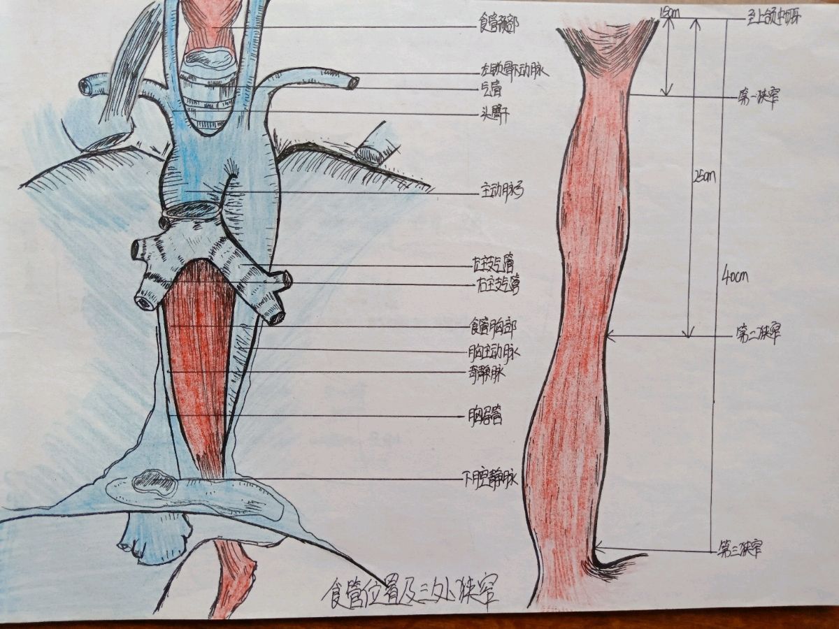 医学生的日常(不光学医还要画画)