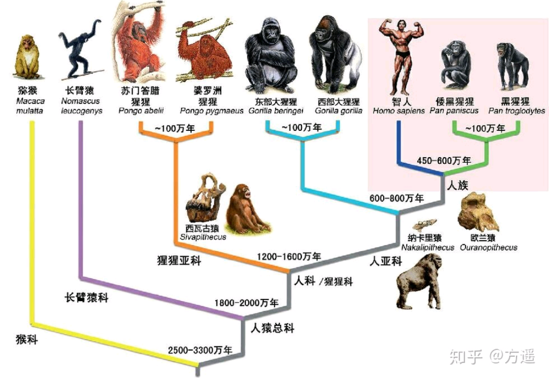 人类祖先到现代入的进化过程大致概括为