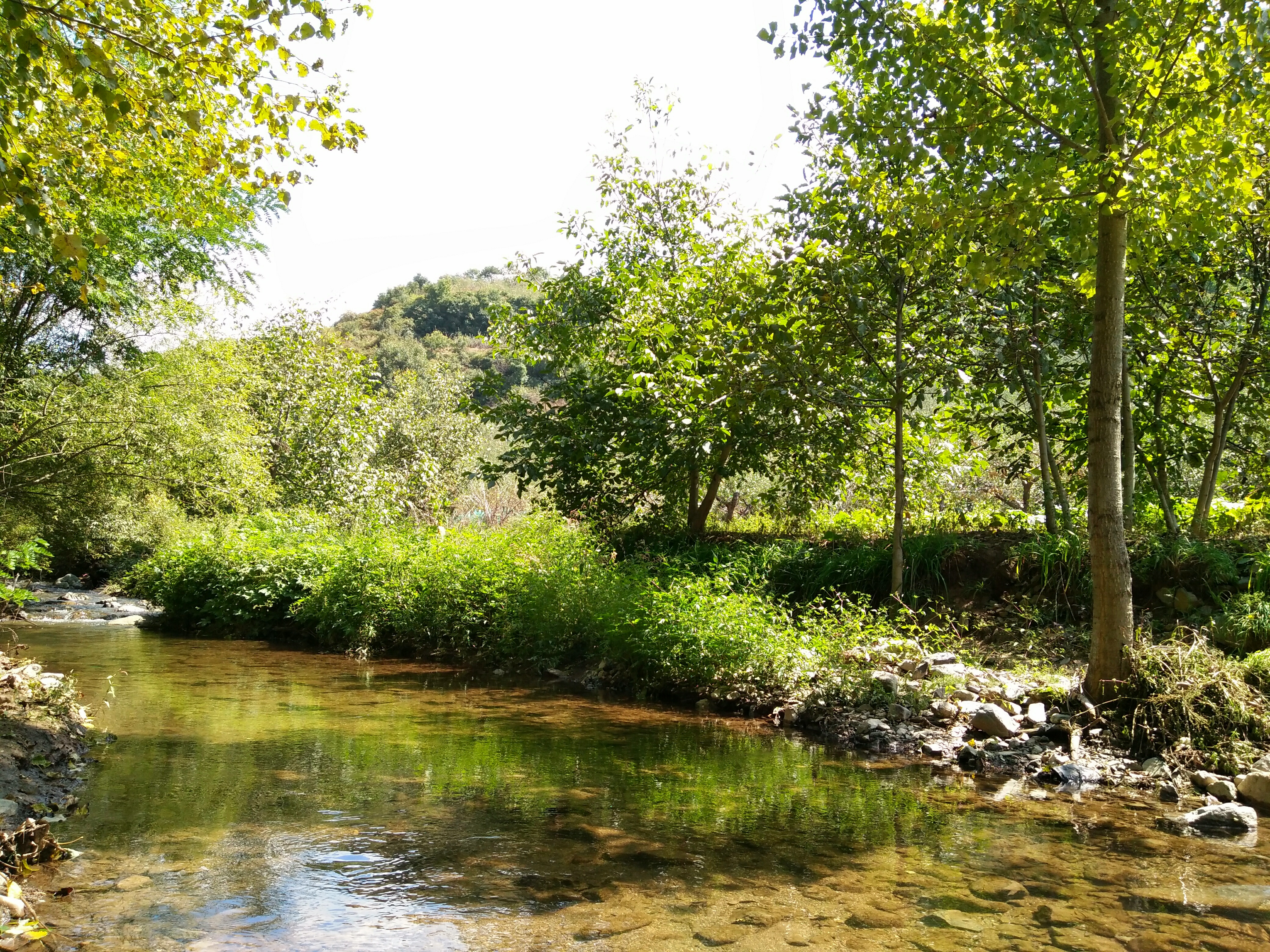 寺河山里的小河,河水清澈见底有很多小鱼.