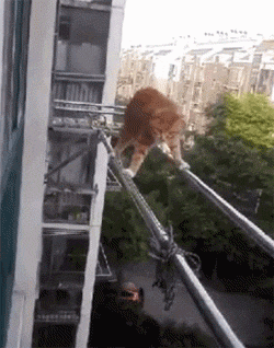 【今日萌图】他做到了上亿人想做但是无法做到的事