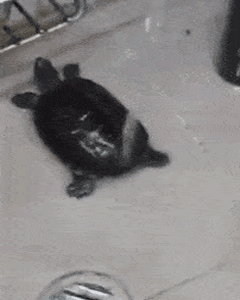 【趣图】画风忽然就变得魔性了起来……(动物锦集)