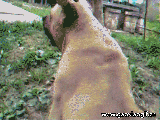 有意思的gif图20:投蕉吗,我贼肥 - acfun弹幕视频网 - 认真你就输啦