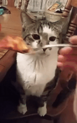 分享猫咪沙雕图和表情包