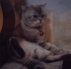 分享动物沙雕图最后一期 - acfun弹幕视频网 - 认真你