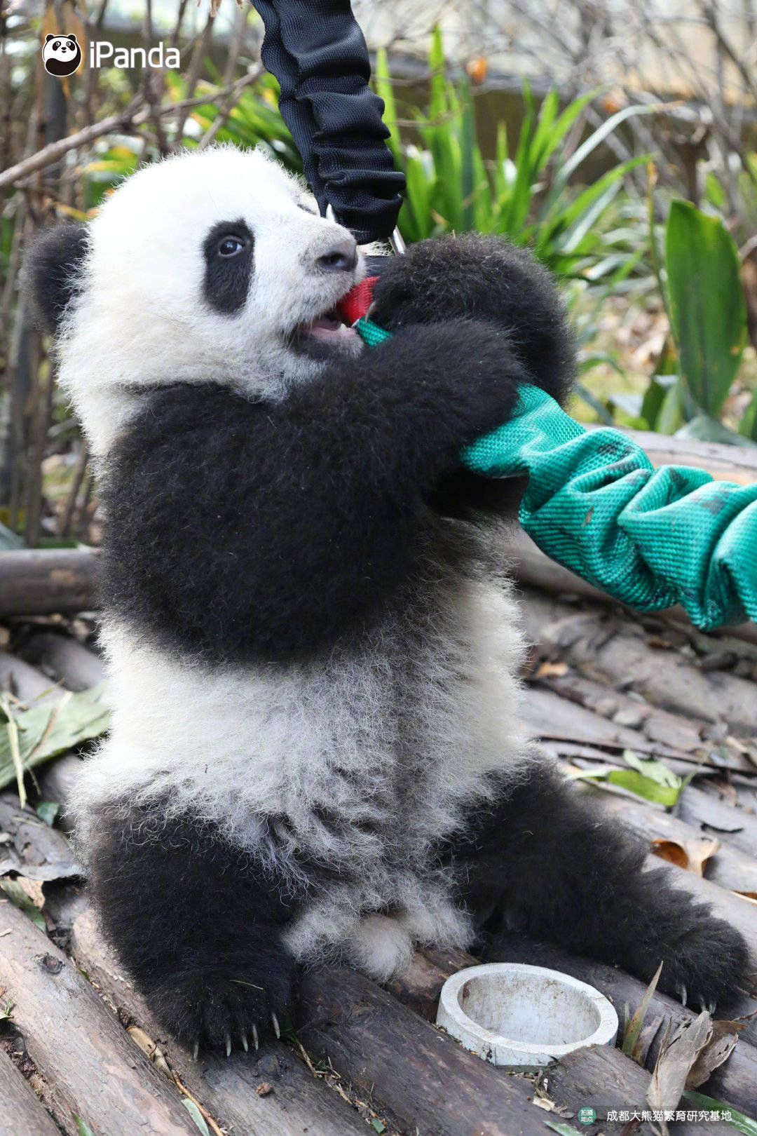 熊猫真的太可爱了 - acfun弹幕视频网 - 认真你就输啦