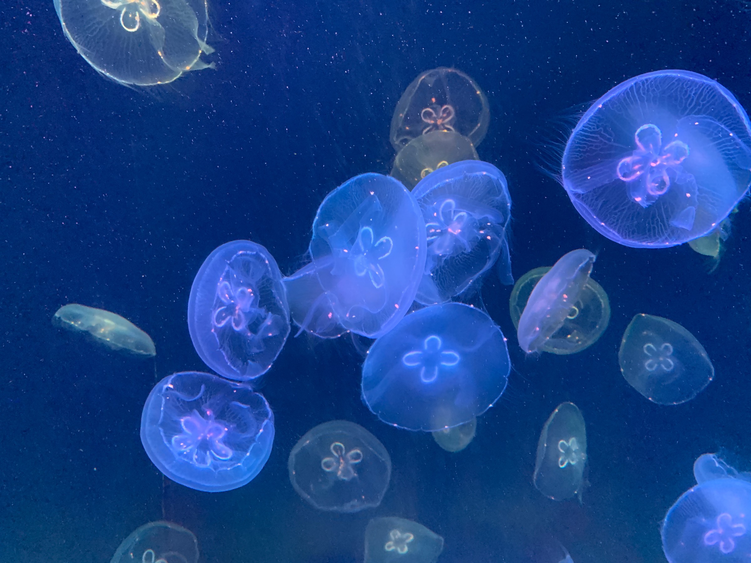 东京都墨田区墨田水族馆的洗脑水母海报