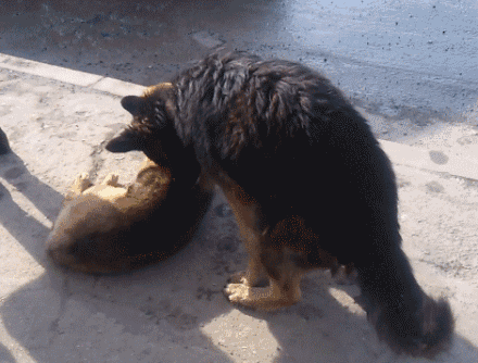 - acfun弹幕视频网 - 你