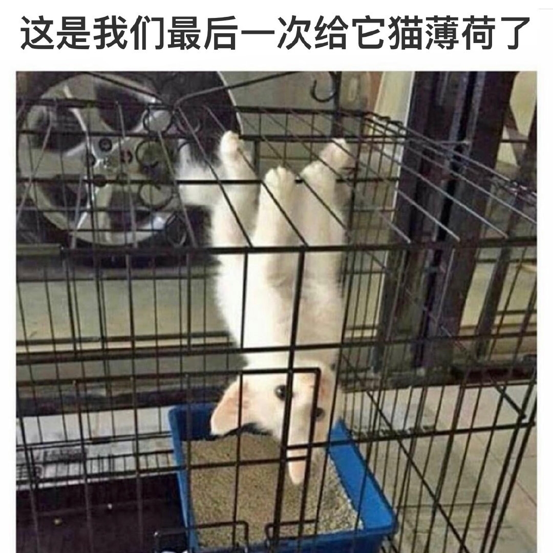 今日萌图猫猫能有什么坏心眼呢