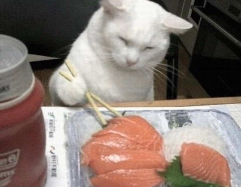 今日萌图猫猫能有什么坏心眼呢