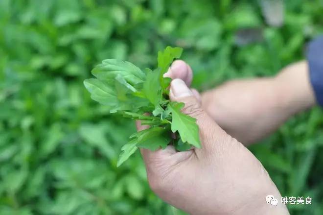 小时候你都吃过哪些野菜?