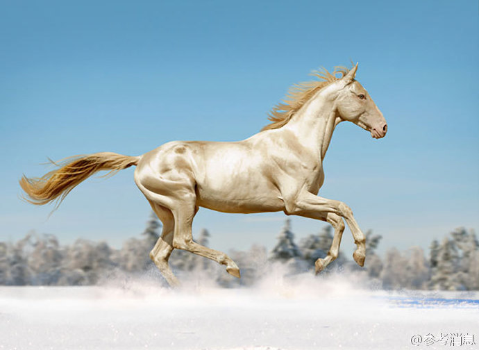 它被称为"来自天堂的马",全身闪着金光