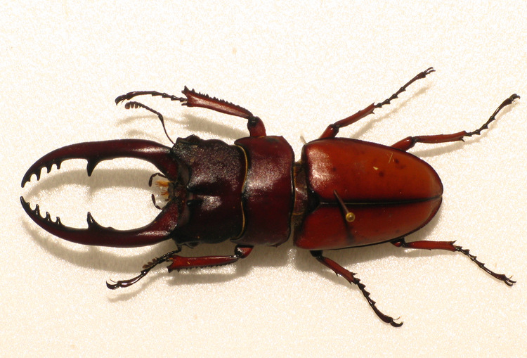 锹甲,鞘翅目锹甲科约900种甲虫的统称.