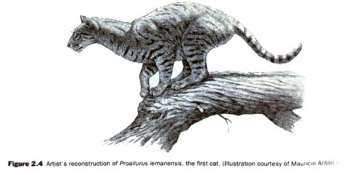 猫科的祖先——始猫在距今3000万年前,伴随着渐新世的到来,猫科动物的