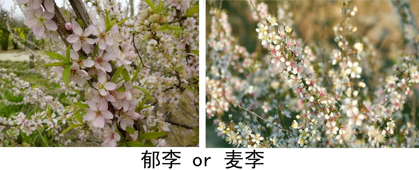 植物涂鸦麦李郁李樱花玉兰蒲公英黄花菜亚麻草莓