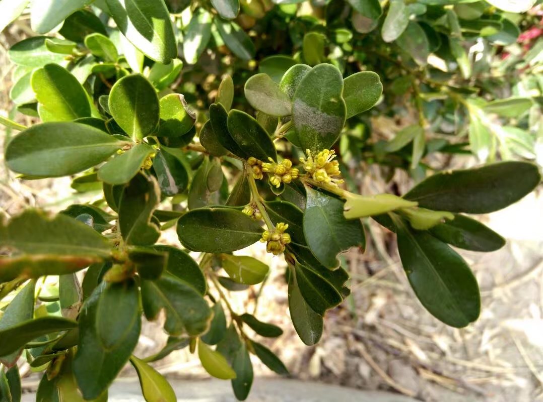 清明节回家后发现,小叶黄杨竟然也开花了 毛白杨灰白的枝干挺拔,仍然