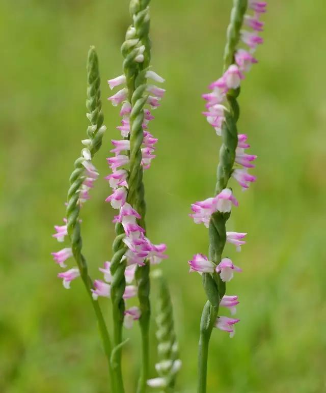 图片:辰山花轮君