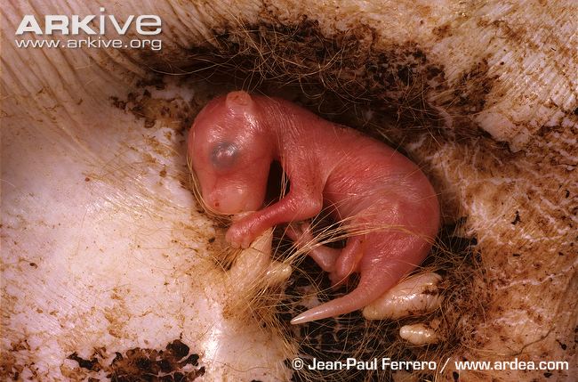 刚出生的宝宝发育极不成熟,只有花生米那么小,约2厘米长,不到1克重.