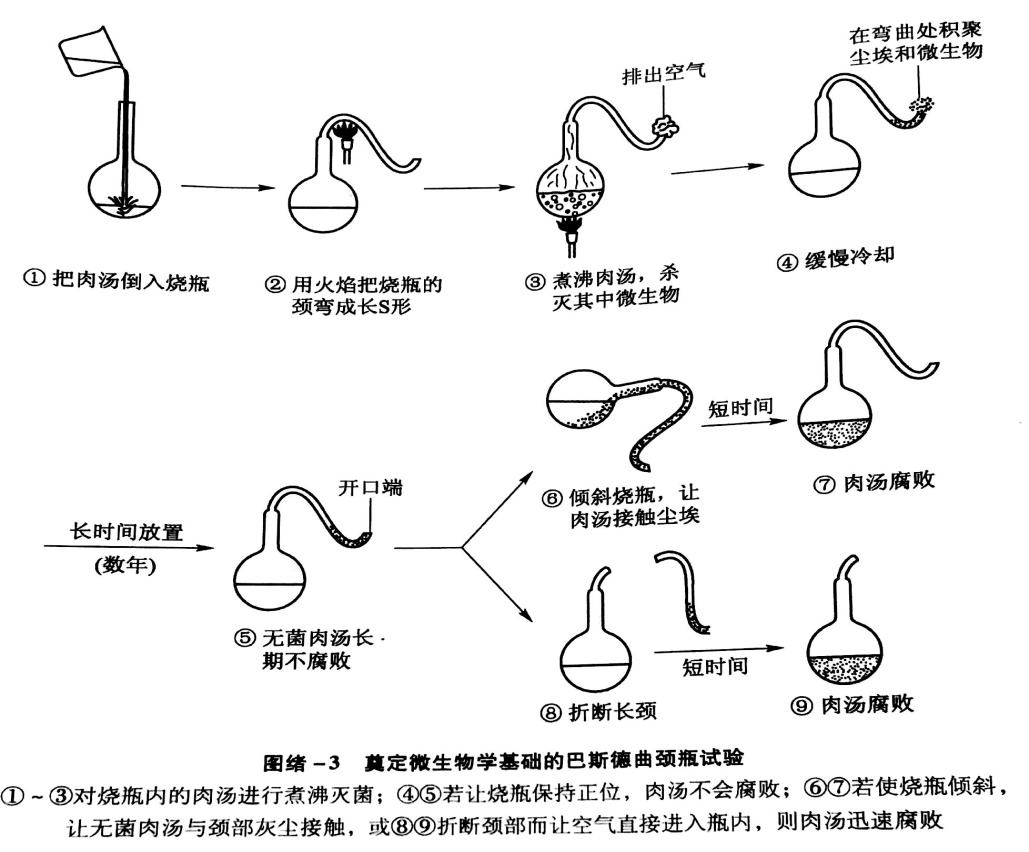 他将营养液加入这两种烧瓶,煮沸,然后静置在实验室中.