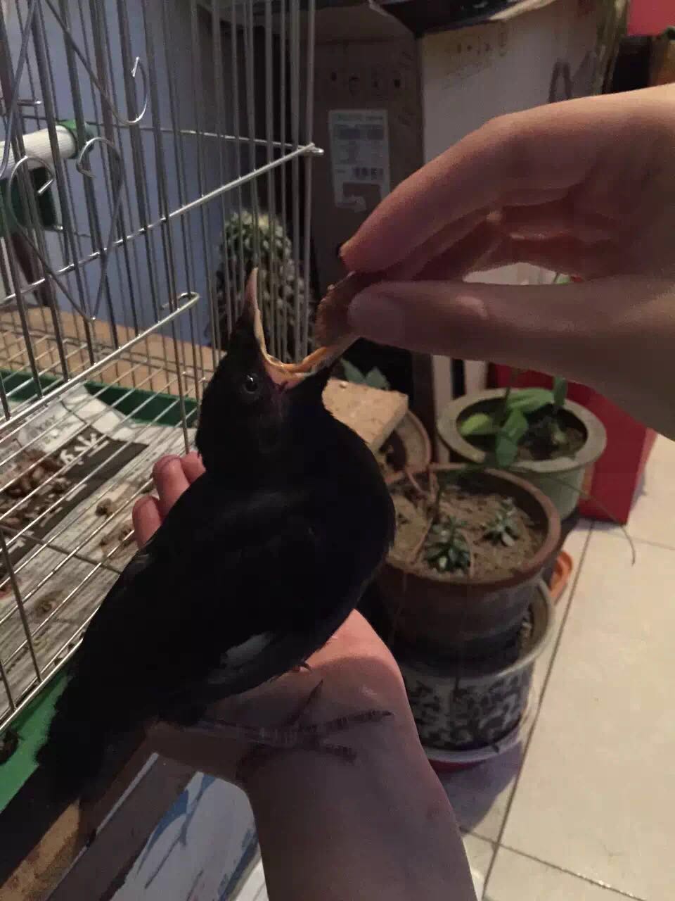【不正常宠物】好开心,又可以公然晒鸟了.顺便羡慕你们这些猫狗双全的
