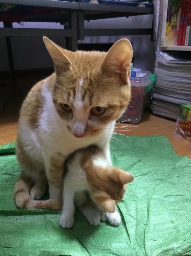 【不正常宠物】农村田园母子猫